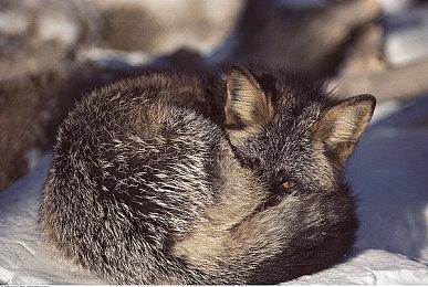 疯狂涌入试玩版 《星刃》开发商呼吁玩家“手下留情”